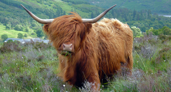 Highland Cow