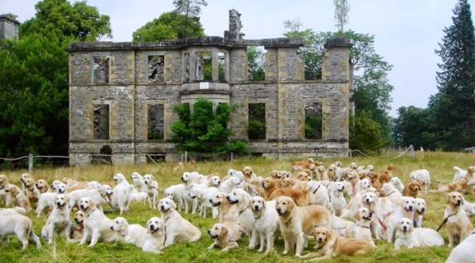 Guisachan Estate House and Retrievers