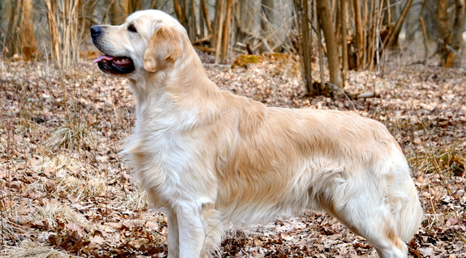 Golden retriever